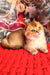 Golden Scottish Fold kitten named Morty with bright green eyes on a red blanket