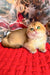 Golden Scottish Fold kitten Morty with green eyes on a cozy red blanket