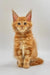 Orange tabby Maine Coon kitten with fluffy fur and alert expression