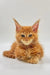 Adorable orange Maine Coon kitten with fluffy fur and cute ear tufts - Motty!