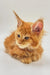 Ginger Maine Coon kitten with fluffy fur and bright blue eyes, super adorable!