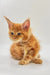 Cute Orange Tabby Kitten with Fluffy Fur, Perfect for any Maine Coon Kitten Lover