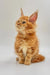 Cute Orange Tabby Maine Coon Kitten with fluffy fur and alert ears