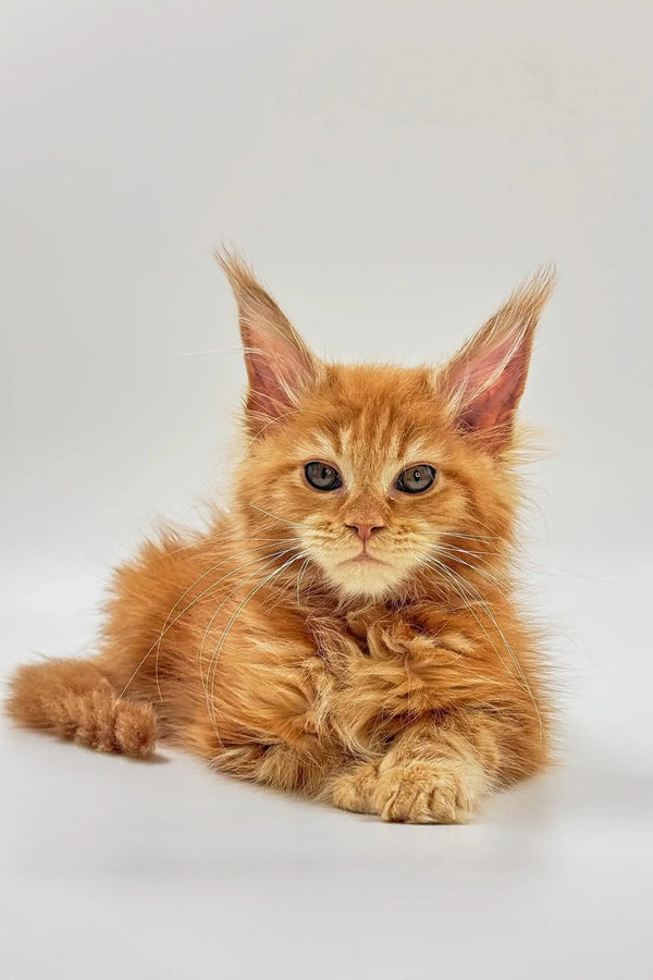 Orange Maine Coon kitten with fluffy fur and alert expression for Motty product