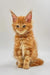 Ginger Maine Coon kitten with fluffy fur and alert expression in Motty product