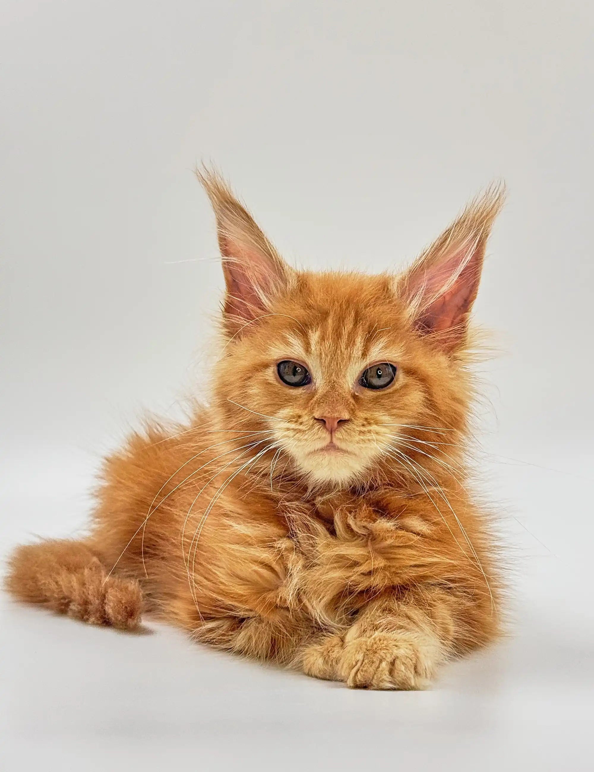 Maine Coon Kittens for Sale Motty | Kitten