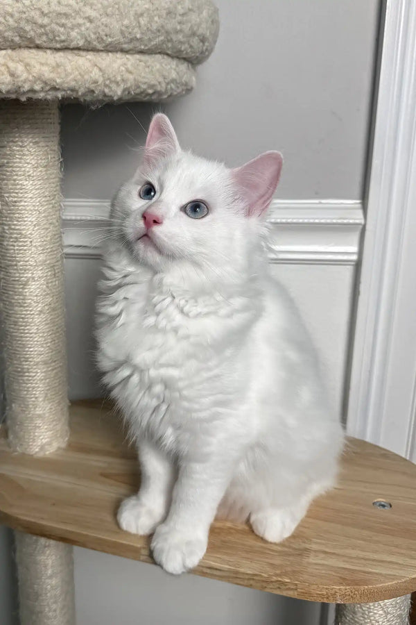 Mozart | ragdoll kitten