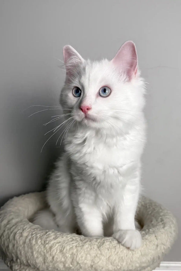 Mozart | ragdoll kitten