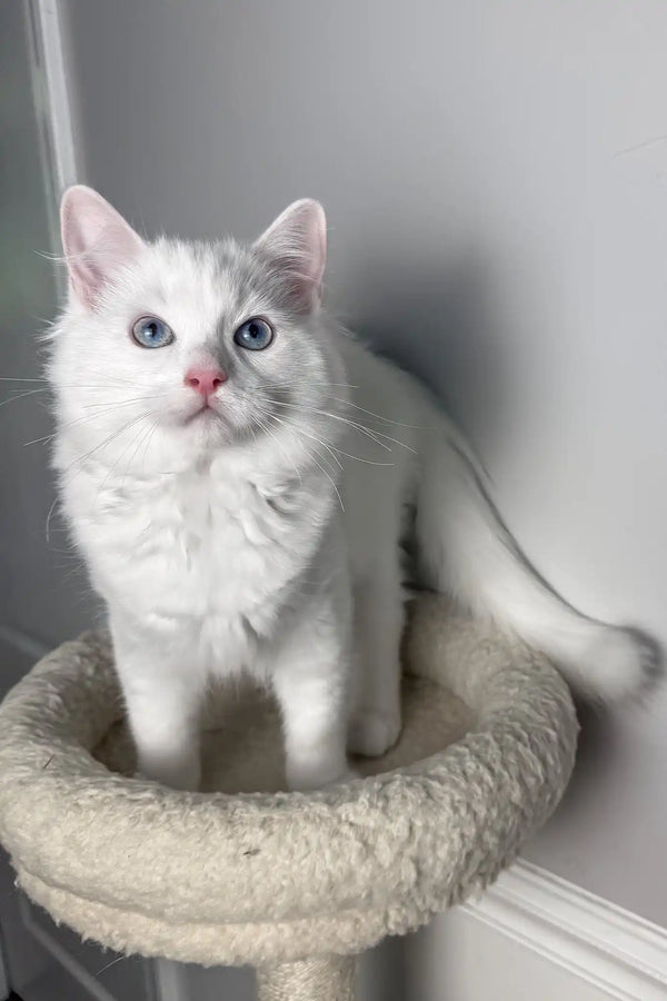 Mozart | ragdoll kitten