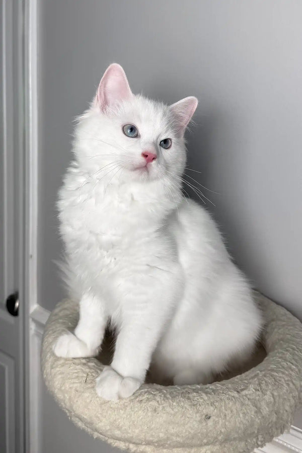 Mozart | ragdoll kitten