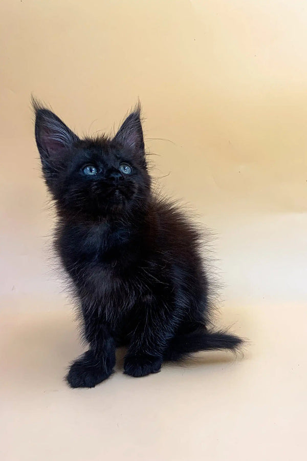 Adorable Maine Coon kitten with fluffy fur and bright blue eyes, named Mozzy