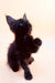 Black Maine Coon kitten with bright blue eyes standing on its hind legs