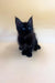 Cute Black Maine Coon Kitten with Bright Blue Eyes and Pointy Ears