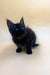 Cute Black Maine Coon Kitten with Bright Blue Eyes and Fluffy Fur - Mozzy