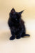 Adorable Black Maine Coon Kitten with fluffy fur and pointed ears, named Mozzy