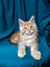 Fluffy light-colored Maine Coon kitten Muffin with alert eyes and cute ear tufts