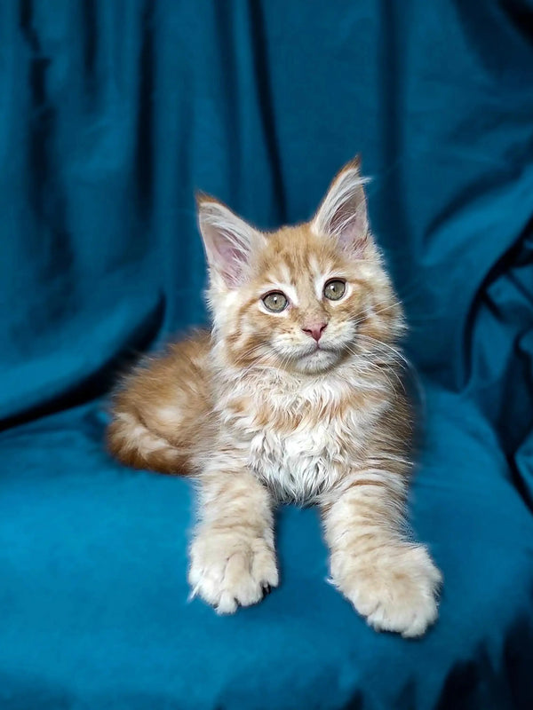 Fluffy light-colored Maine Coon kitten Muffin with alert eyes and cute ear tufts