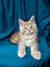 Fluffy Maine Coon kitten with pointed ears and expressive eyes ready to charm you