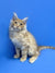 Fluffy Maine Coon kitten with light fur sitting upright against a blue backdrop