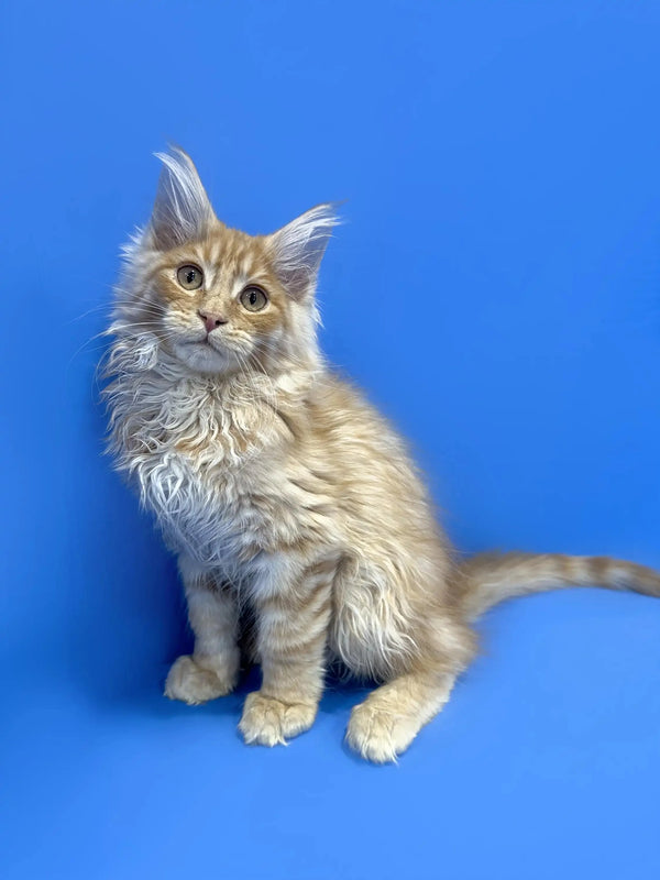 Fluffy Maine Coon kitten with light fur sitting upright against a blue backdrop