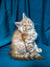 Fluffy Maine Coon kitten Muffin with tufted ears sitting upright, super cute!