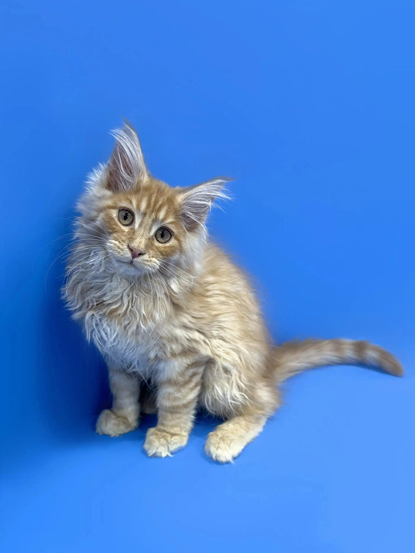 Fluffy Maine Coon kitten Muffin with tufted ears and a long tail, super cute!