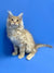 Fluffy Maine Coon kitten Muffin sitting pretty with big pointed ears