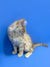 Fluffy cream-colored Maine Coon kitten Muffin sitting pretty against a blue backdrop