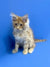 Fluffy Maine Coon kitten Muffin with wide eyes and perky ears, adorable companion