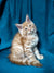 Fluffy orange tabby Maine Coon kitten Muffin with tufted ears sitting upright