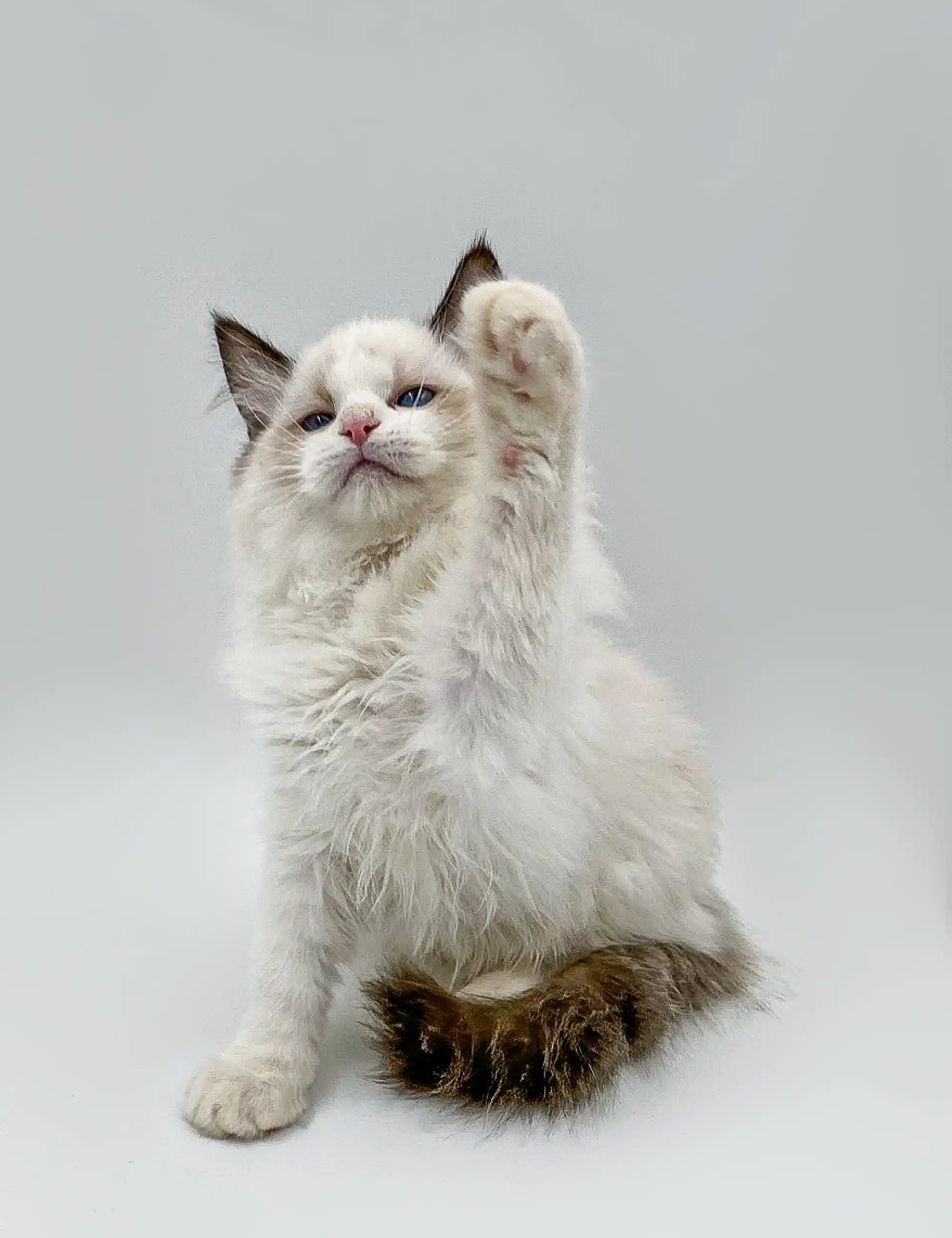 Ragdoll Kittens & Cats For Sale Murr | Kitten
