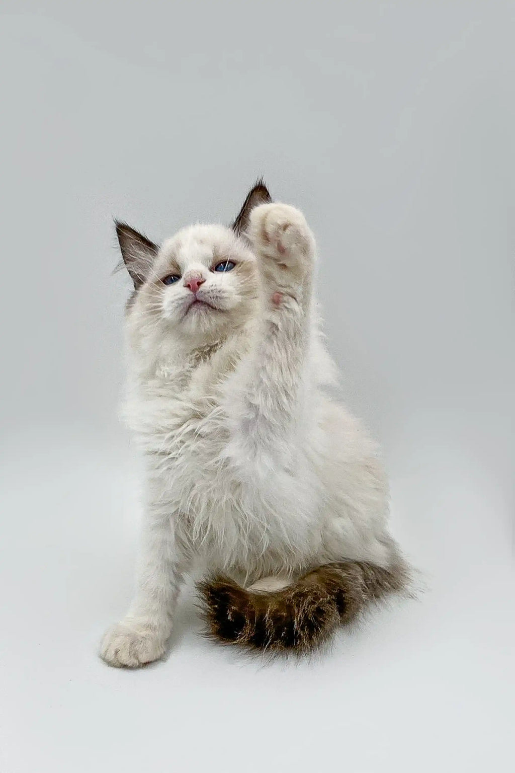 Ragdoll Kittens & Cats For Sale Murr | Kitten