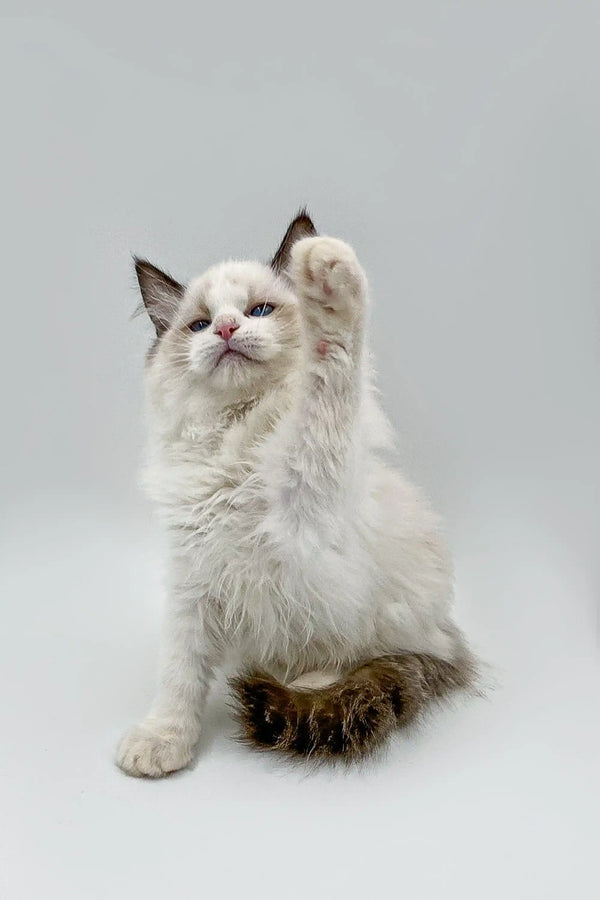 Fluffy seal bicolor Ragdoll kitten with dark-tipped ears and tail sitting pretty