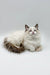 Fluffy white Ragdoll kitten with dark-tipped ears and a bushy tail, enchanting male