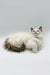 Fluffy white Ragdoll kitten with dark-tipped ears and a bushy tail, enchanting male