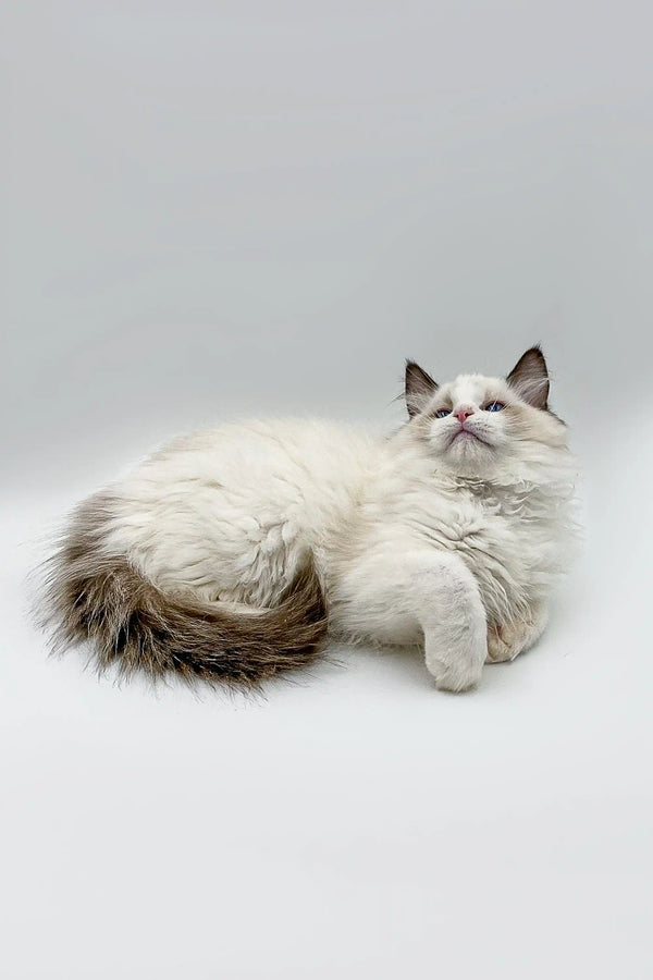 Fluffy white Ragdoll kitten with dark-tipped ears and a bushy tail, enchanting male