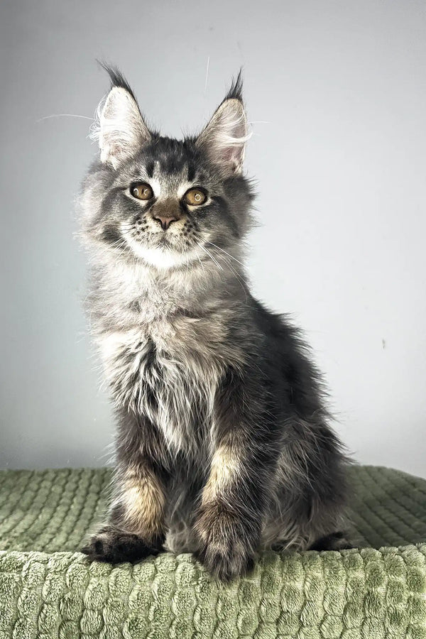 Mustang | maine coon kitten