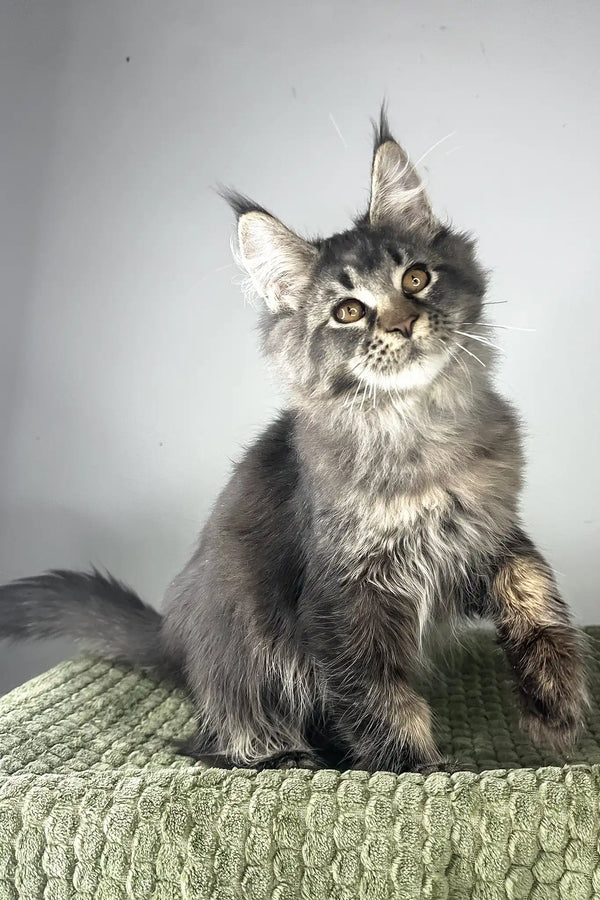 Mustang | maine coon kitten