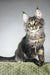 Mustang | maine coon kitten