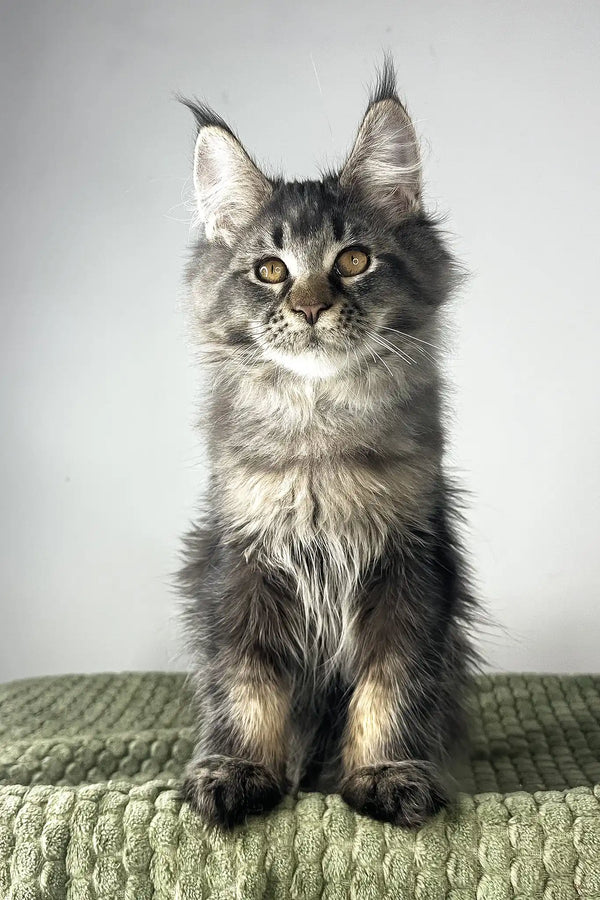 Mustang | maine coon kitten