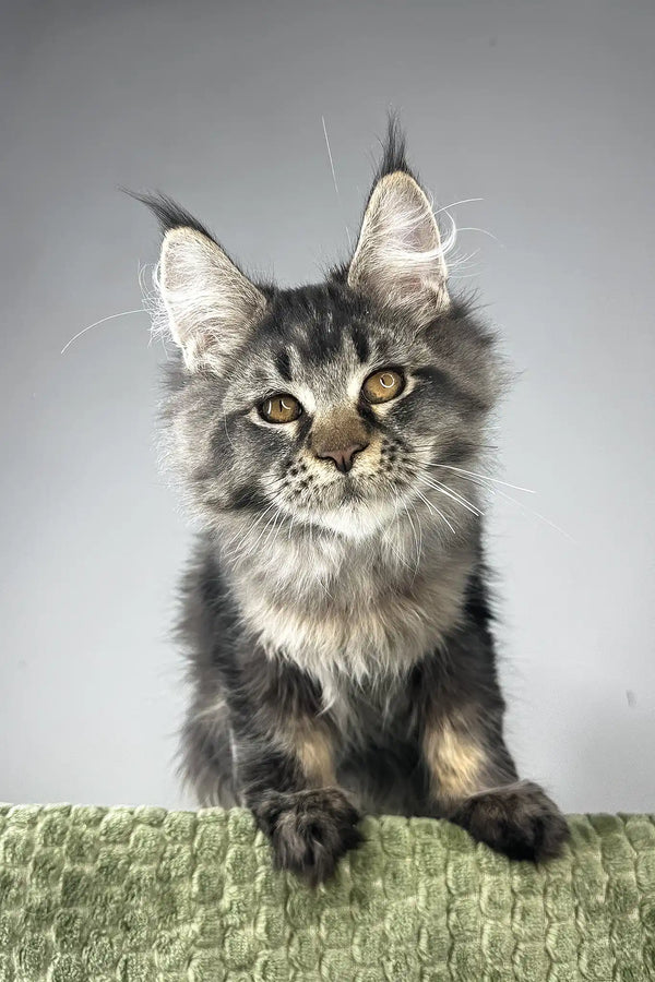 Mustang | maine coon kitten
