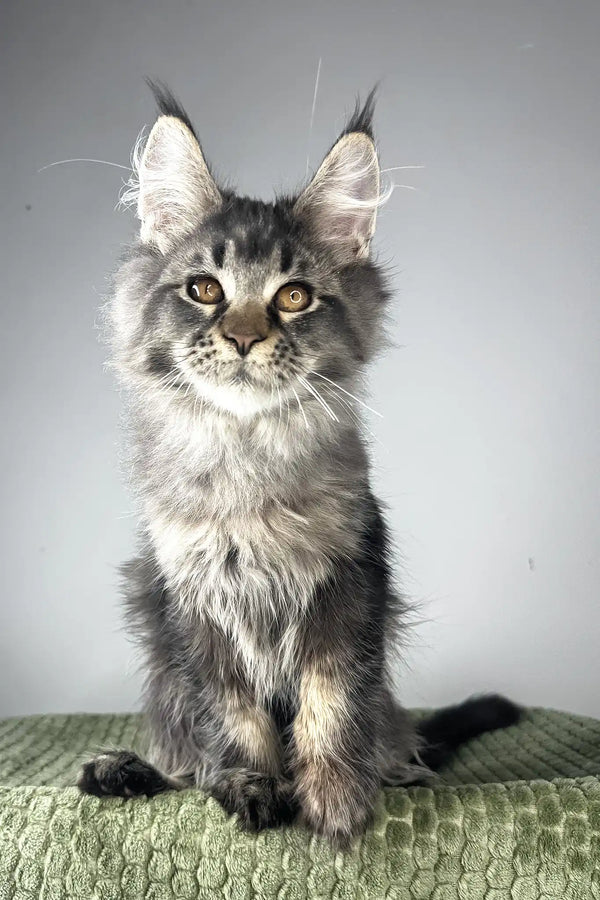 Mustang | maine coon kitten