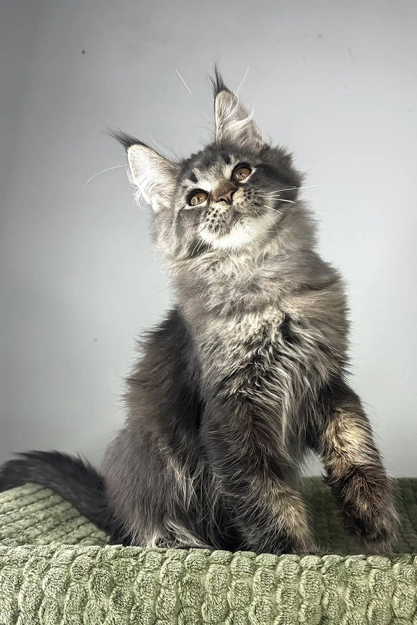 Mustang | maine coon kitten