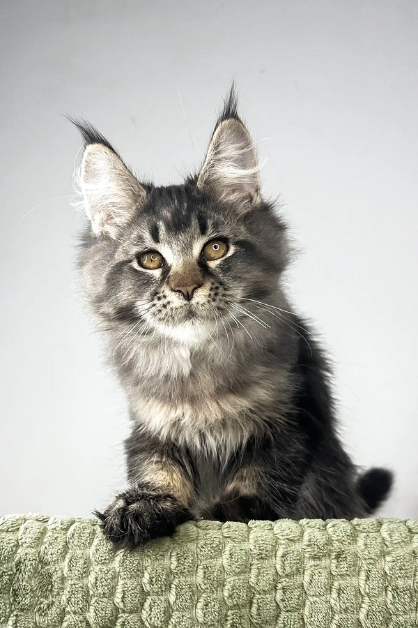 Mustang | maine coon kitten