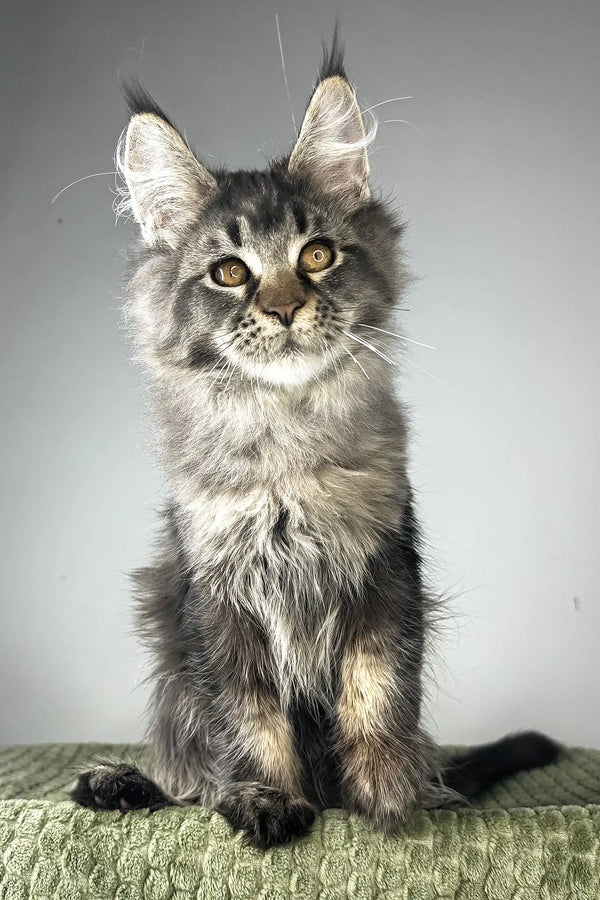 Mustang | maine coon kitten