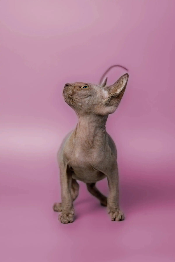 Adorable Sphynx kitten Myles sitting upright with wrinkled skin, looking up playfully
