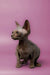 Meet Myles, the adorable hairless Sphynx kitten with big ears and wrinkled skin