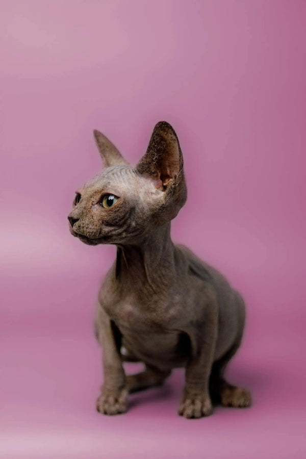 Meet Myles, the adorable hairless Sphynx kitten with big ears and wrinkled skin