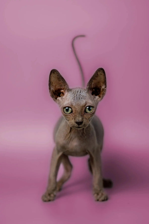 Meet Myles, the adorable Hairless Sphynx kitten with big ears and wrinkled skin