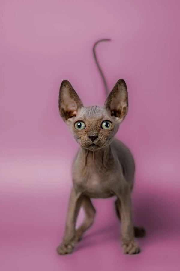 Adorable Hairless Sphynx kitten Myles with huge ears and big eyes, perfect for cuddles!